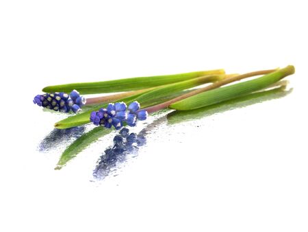 Grape muscari hyacinth flower on a white background with water drops
の写真素材