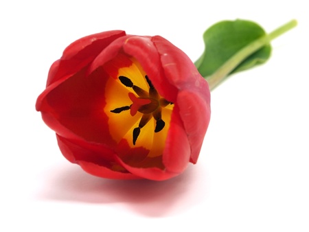 tulips on a white background 
の写真素材