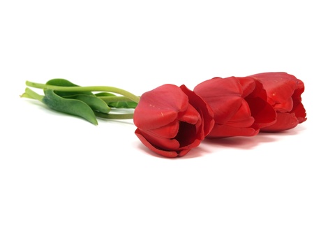tulips on a white background 
の写真素材