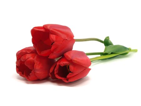tulips on a white background 
の写真素材