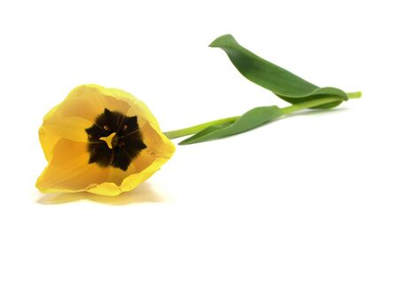 tulips on a white background 
の写真素材