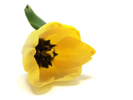 tulips on a white background 
の写真素材