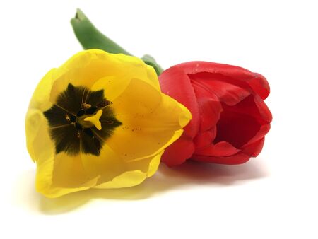 tulips on a white background 
の写真素材