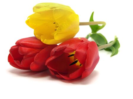 tulips on a white background 
の写真素材