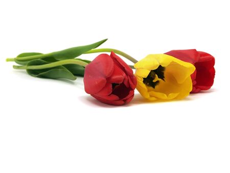 tulips on a white background 
の写真素材
