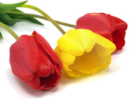 tulips on a white background 
の写真素材