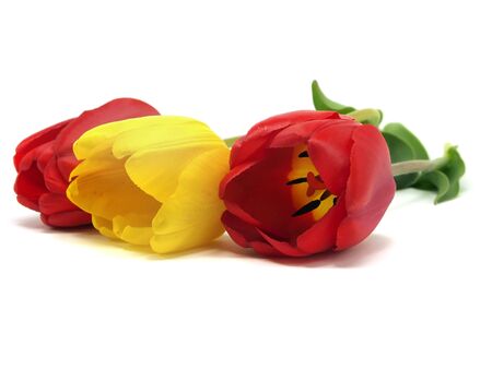tulips on a white background 
の写真素材