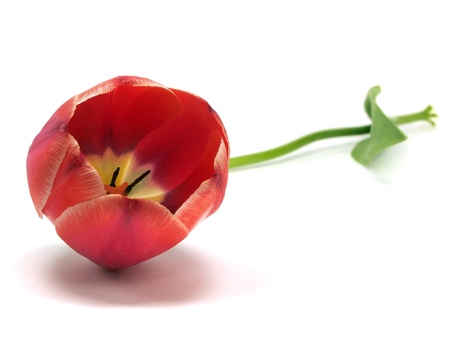 tulips on a white background 
の写真素材