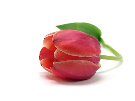 tulips on a white background 
の写真素材