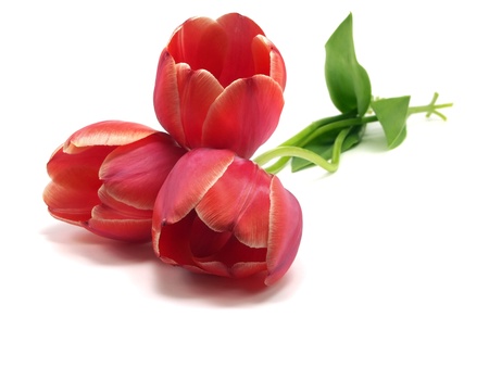tulips on a white background 
の写真素材