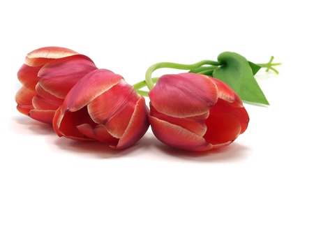 tulips on a white background 
の写真素材