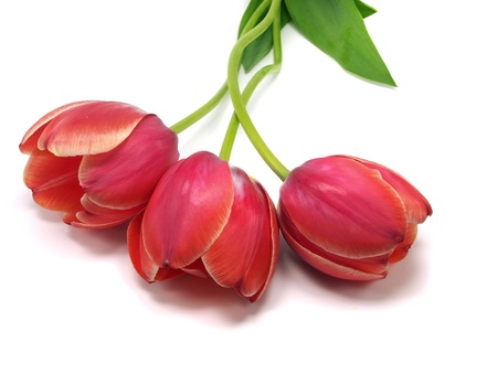 tulips on a white background 
の写真素材