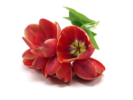 tulips on a white background 
の写真素材