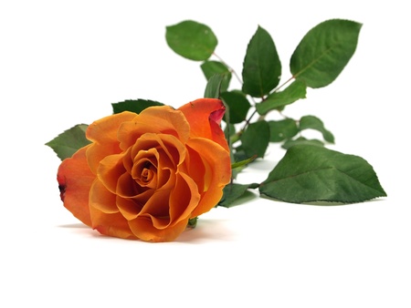 orange rose on a white backgroundの写真素材
