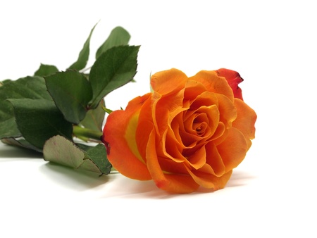 orange rose on a white backgroundの写真素材