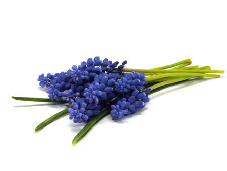 Grape muscari hyacinth flower on a white background       の写真素材