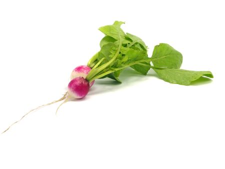 Fresh radish on a white background
  の写真素材