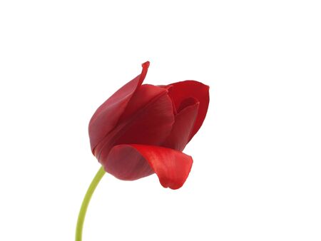 red tulips on a white background      の写真素材