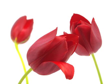 red tulips on a white background      の写真素材