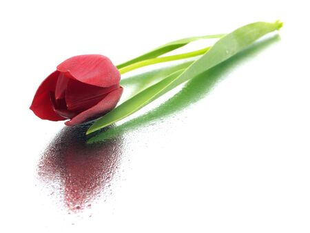 red tulips on a white background with water drops     の写真素材