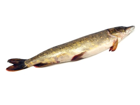 pike on a white background
 の写真素材