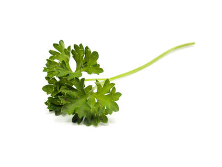 fresh parsley on a white backgroundの写真素材