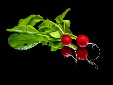fresh radish on a black background with water drops 
     の写真素材