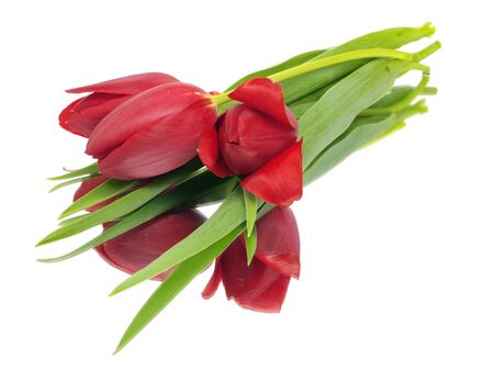 tulips on a white backgroundの写真素材