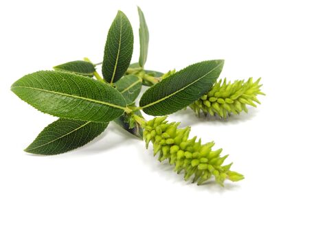 small branch with leaves on the white background 
 の写真素材
