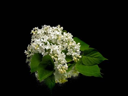 White lilac flowers (Syringa vulgaris) on black background with water drops
  の写真素材