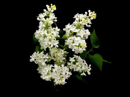 White lilac flowers (Syringa vulgaris) on black background 
  の写真素材