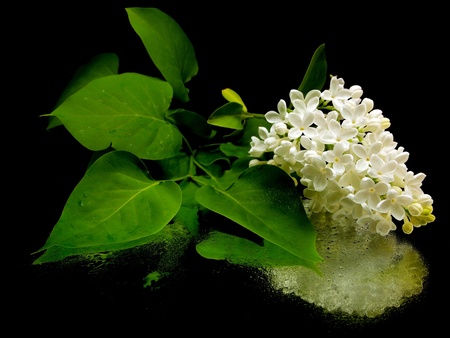 White lilac flowers (Syringa vulgaris) on black background with water drops
  の写真素材