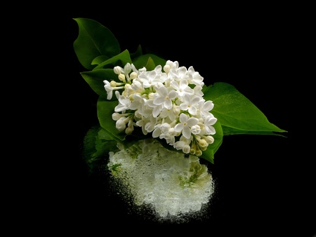 White lilac flowers (Syringa vulgaris) on black background with water drops
  の写真素材