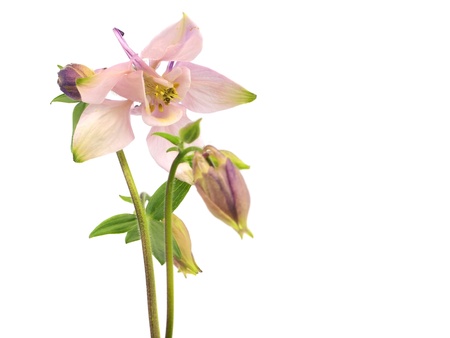 pink columbine - aquilegia flowers on a white background
の写真素材
