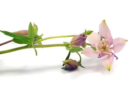 pink columbine - aquilegia flowers on a white background
の写真素材