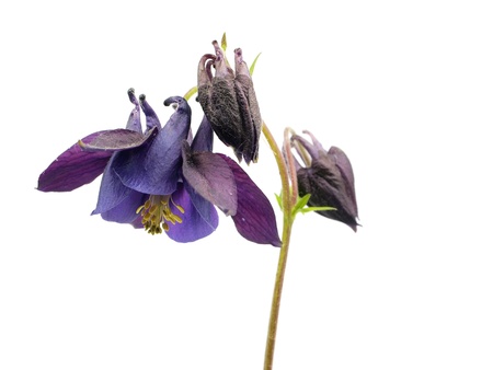 blue columbine - aquilegia flowers on a white background
の写真素材