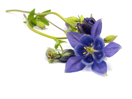 blue columbine - aquilegia flowers on a white background
の写真素材