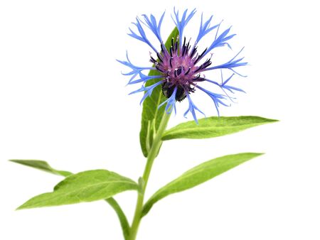 cornflower - centaurea montana on a white backgroundの写真素材