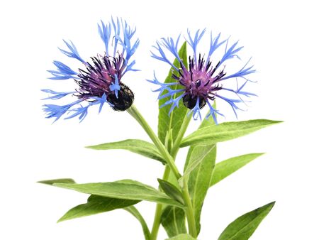 cornflower - centaurea montana on a white backgroundの写真素材