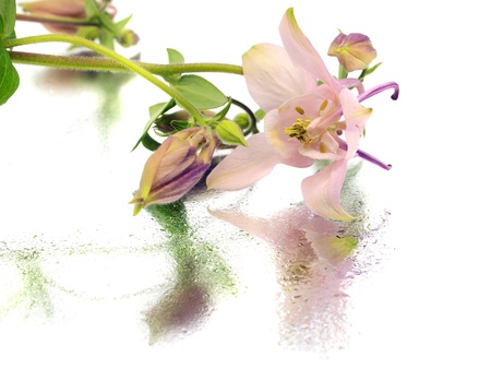 pink columbine - aquilegia flowers on a white background with water drops   の写真素材