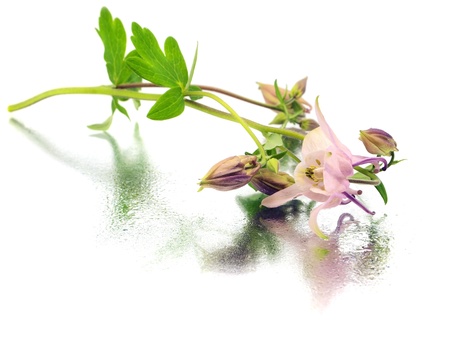 pink columbine - aquilegia flowers on a white background with water drops   の写真素材