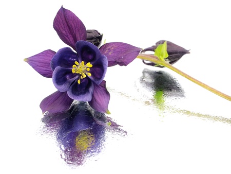blue columbine - aquilegia flowers on a white background with water drops   の写真素材