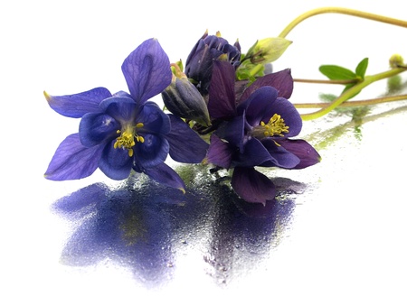 blue columbine - aquilegia flowers on a white background with water drops   の写真素材