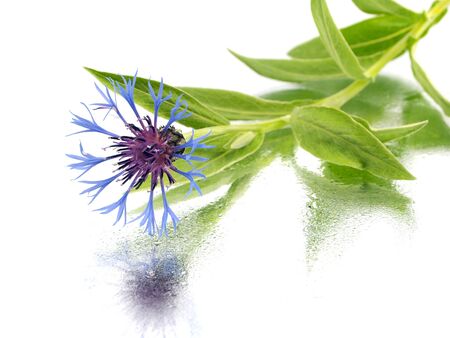 cornflower - centaurea montana on a white background with water drops
の写真素材