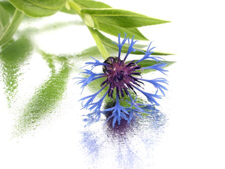 cornflower - centaurea montana on a white background with water drops
の写真素材