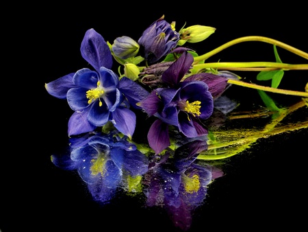 blue columbine - aquilegia flowers on a black background with water drops   の写真素材