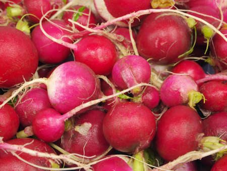 fresh radish texture background 
         の写真素材