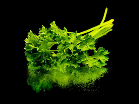 fresh parsley on a black background with water dropsの写真素材