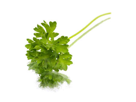 fresh parsley on a white background with water dropsの写真素材