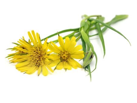 yellow wild flowers on a white background 
の写真素材